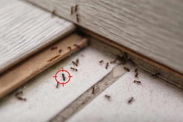 Best Termite Control Services  in Loyola, CA