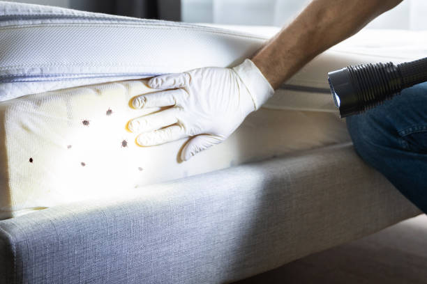 Best Cockroach Control Services  in Loyola, CA