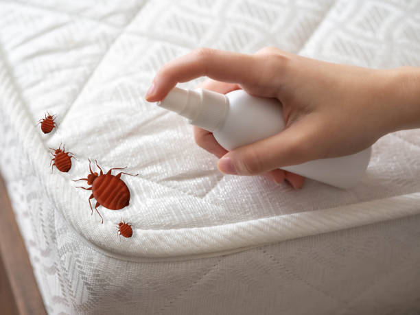 Pest Prevention Services in Loyola, CA