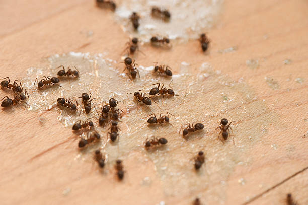 Best Residential Pest Control  in Loyola, CA