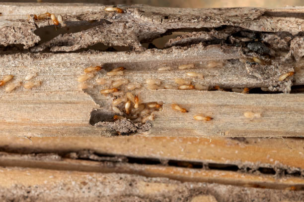 Best Insect Control  in Loyola, CA