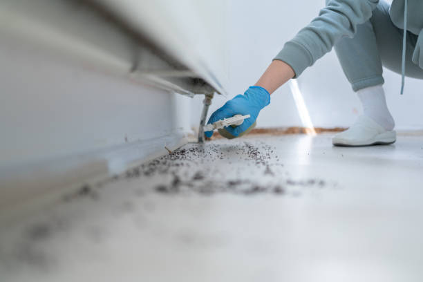 Best Ant Control Services  in Loyola, CA